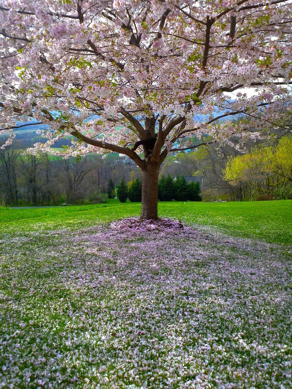 A flowering cherry blossom tree with petals on a lawn on a hillside