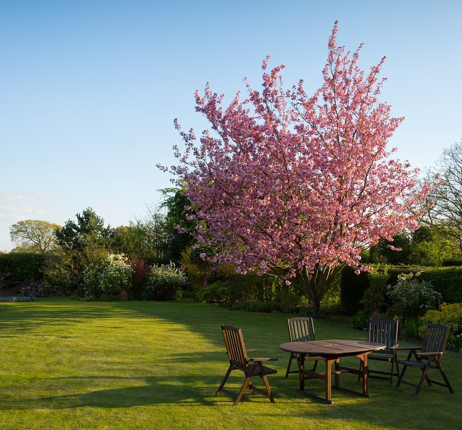 A bright pink tree in a backyard lawn