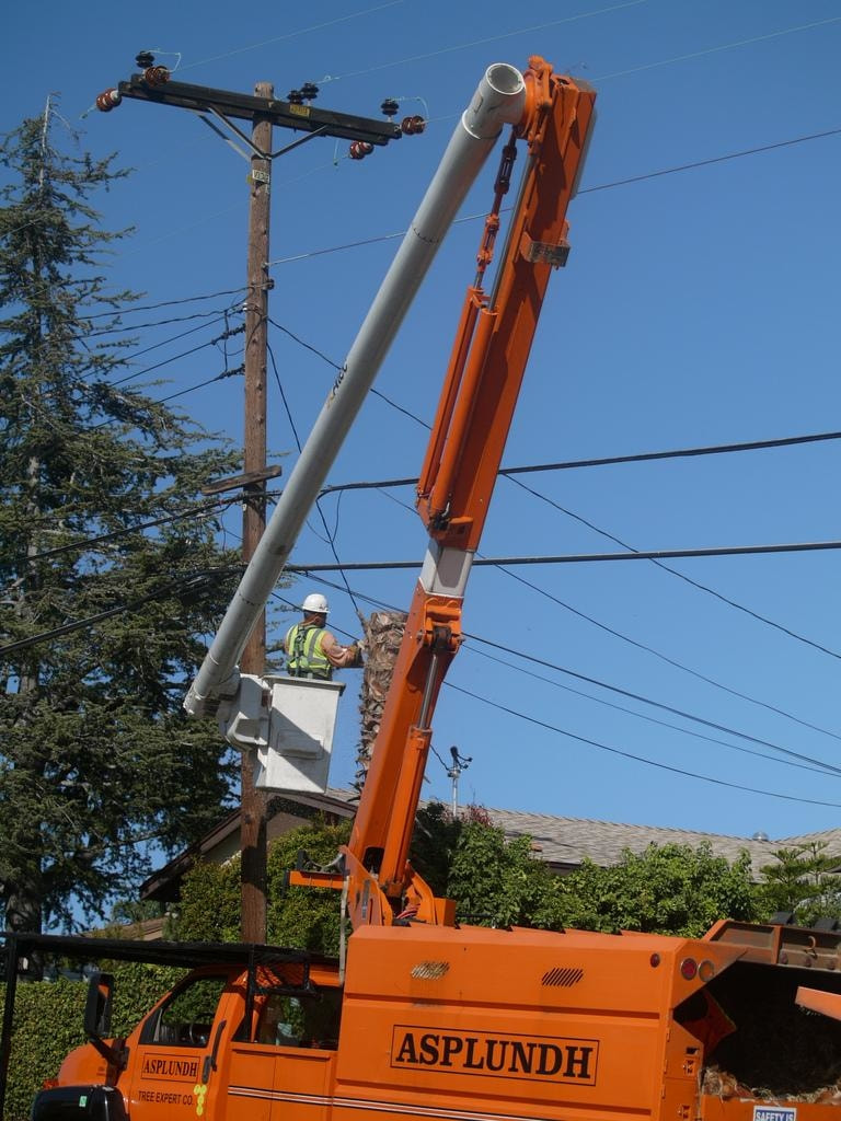tree branches being cleared from around a power line