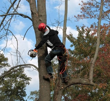 tree doctor trimming a tree