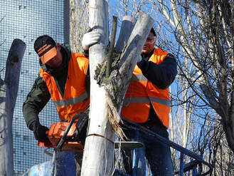 Two tree surgeons using a dolly to remove an emergency tree in Fishers, IN