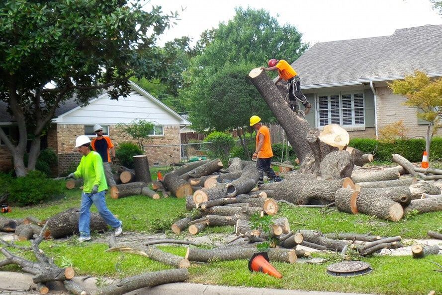 Tree crew taking a tree apart in a front yard in Fishers, IN