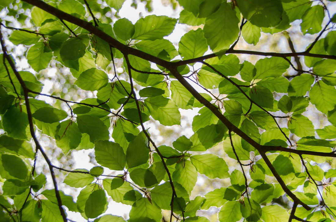 green birch leaves in a closeup shot