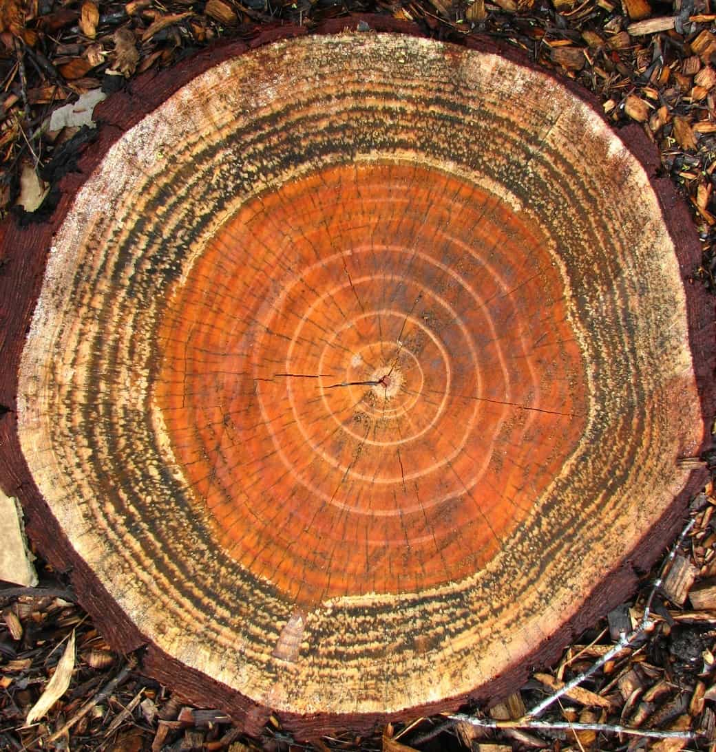 An orange and brown log