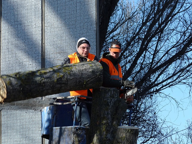 men with hi-vis vests on removing a tree